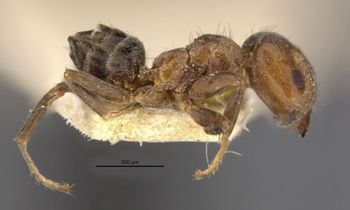 Media type: image;   Entomology 21333 Aspect: habitus lateral view